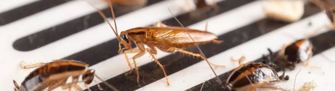 Dedetização Baratas Blatella Germanica 24 HORAS